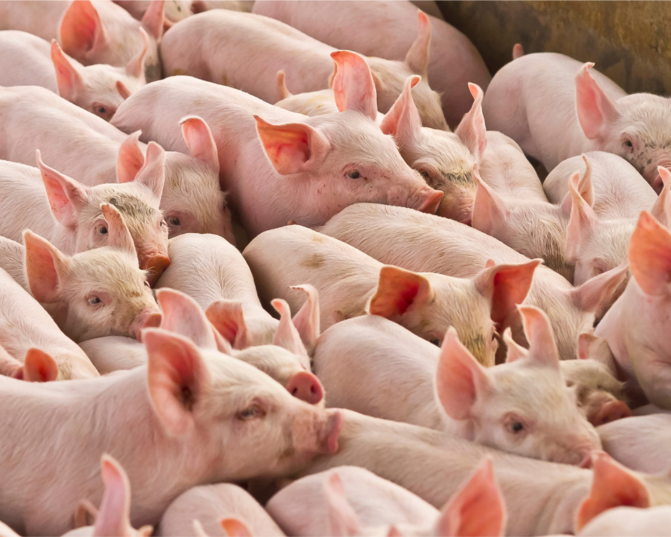 CBM-pig-farming-led-lighting