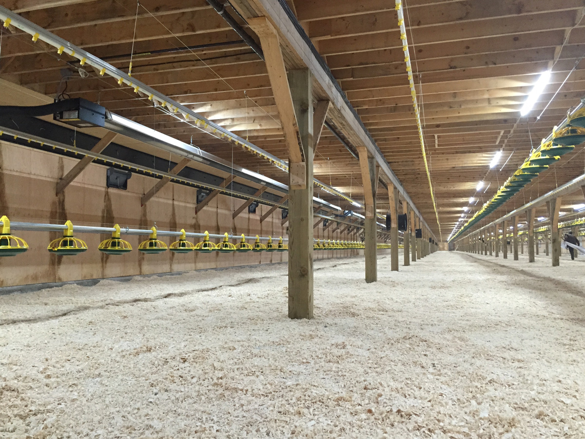 cbm-broiler-poultry-farm