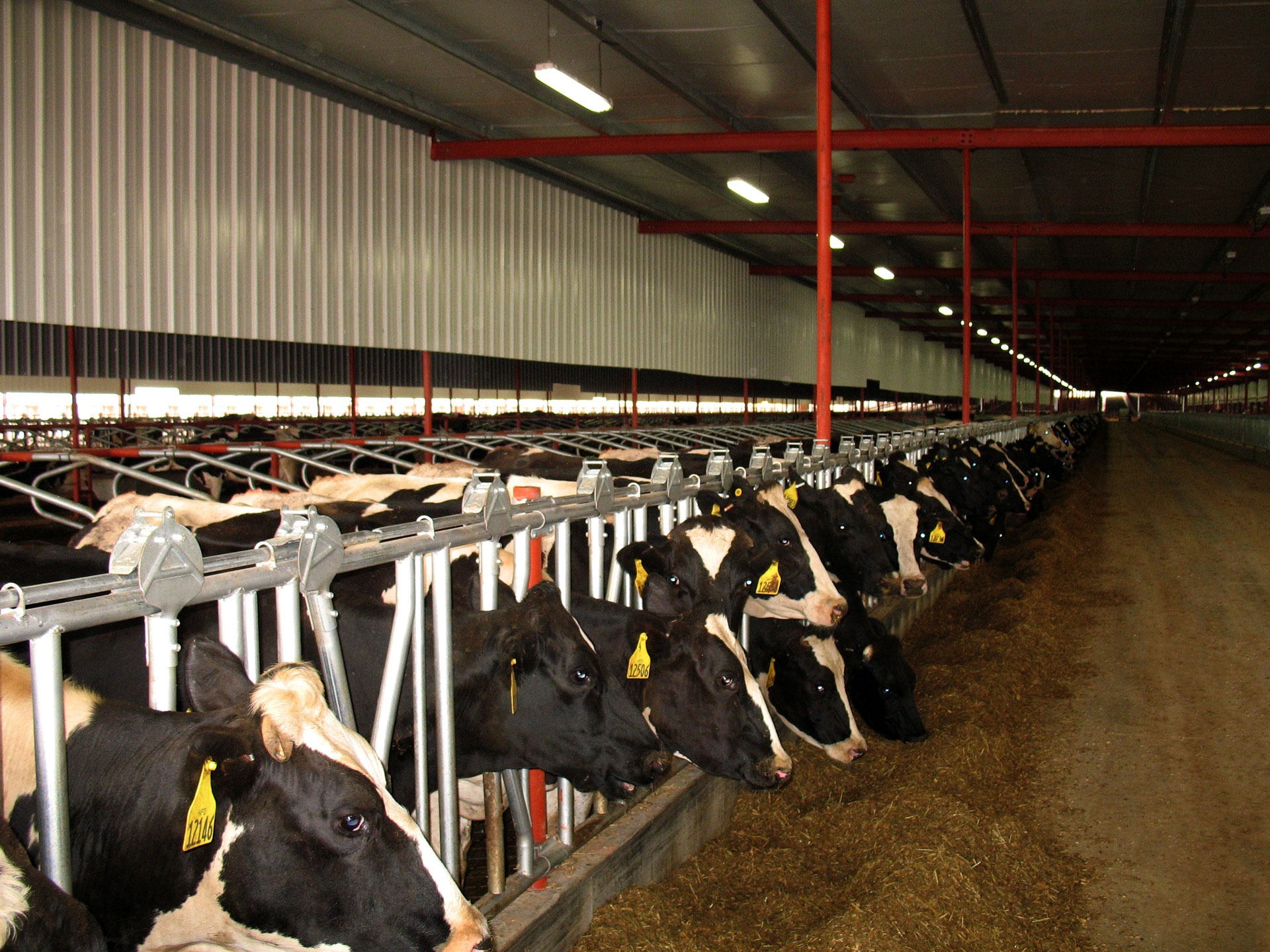 cbm-cattle--lighting-hero