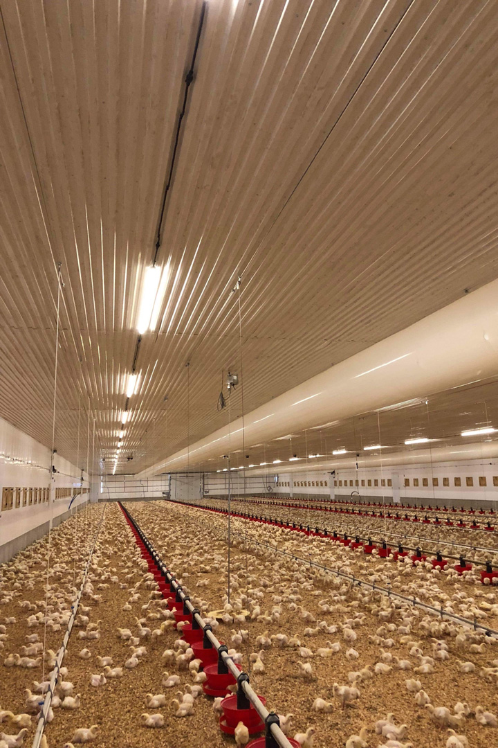 cbm-led-light-expert-broiler