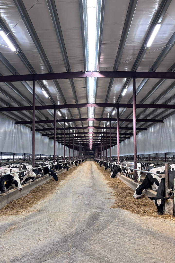 cbm-led-light-expert-cattle