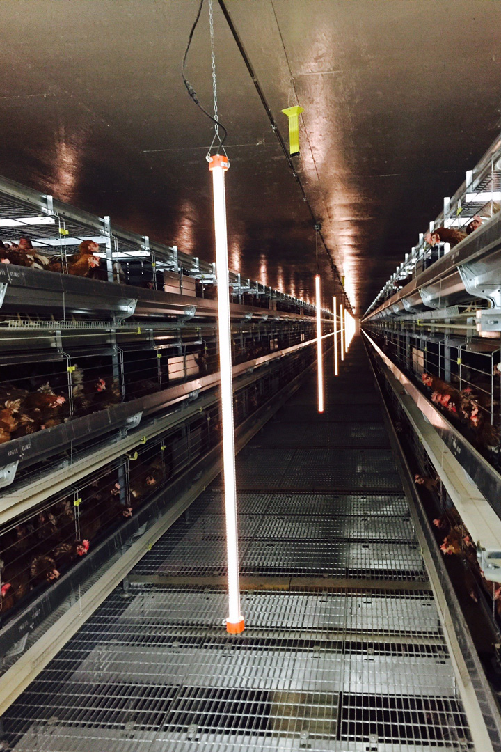 cbm-led-light-expert-poultry