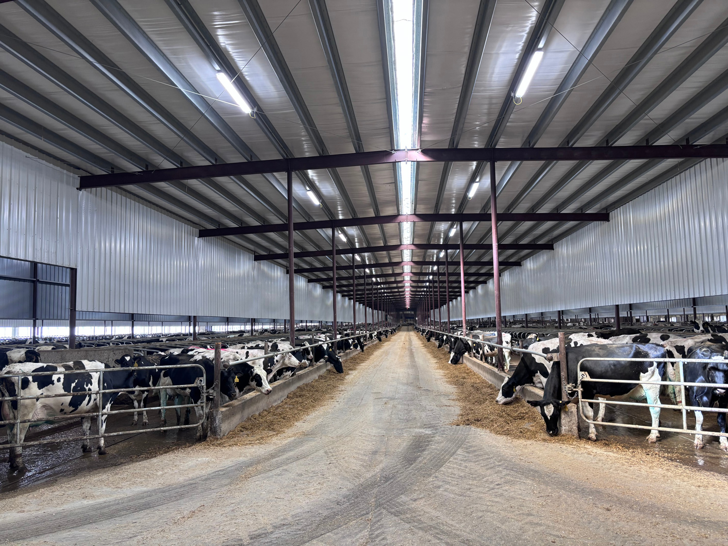 cbm-led-lighting-for-bovine-farming