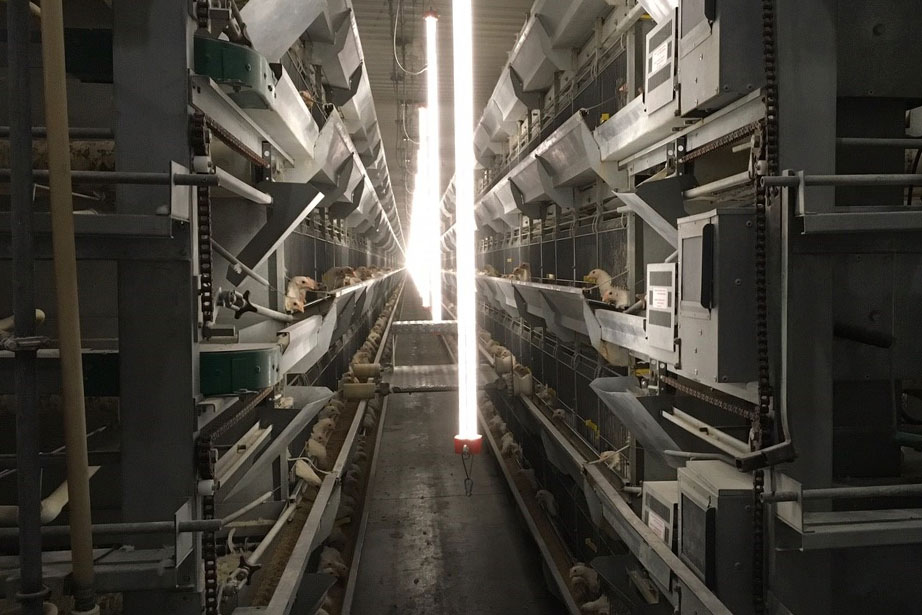 cbm-led-lighting-layer-poultry