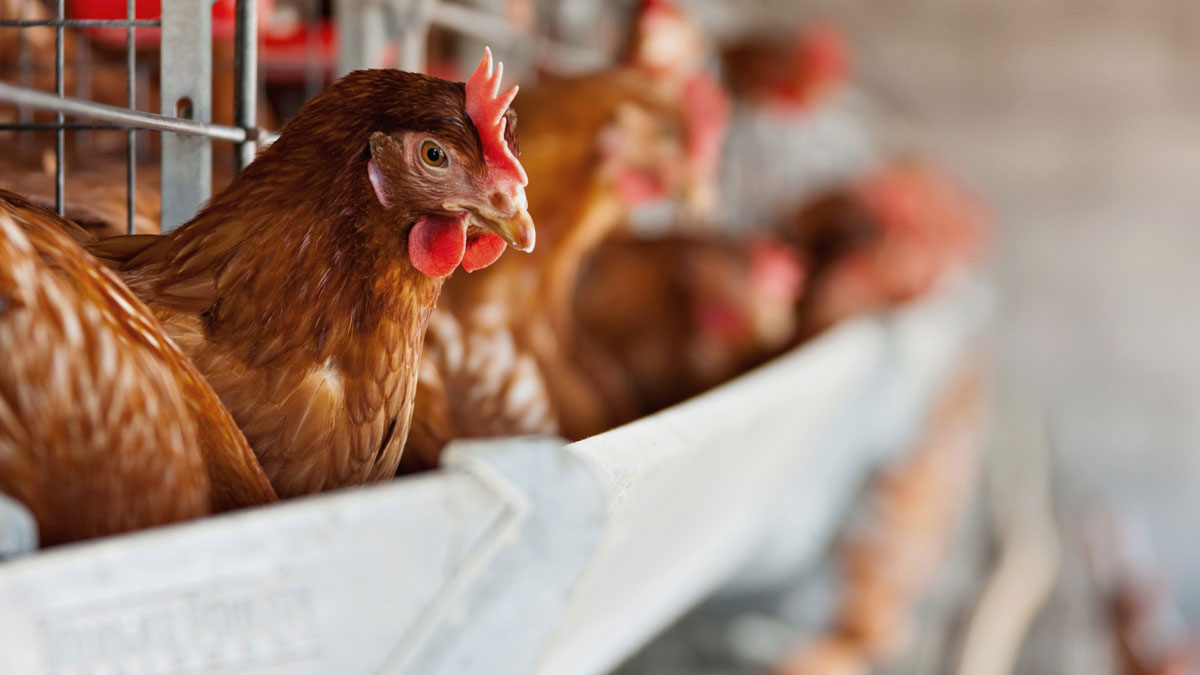 cbm-light-perception-layer-chicken1